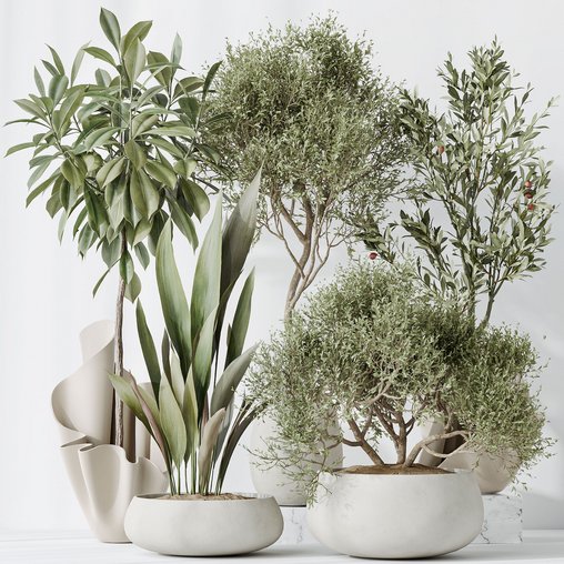 Indoor plants set 86 Mission Kalamata Olive and Ficus African Fig and Aspidistra Elatior 3d model Download Maxve