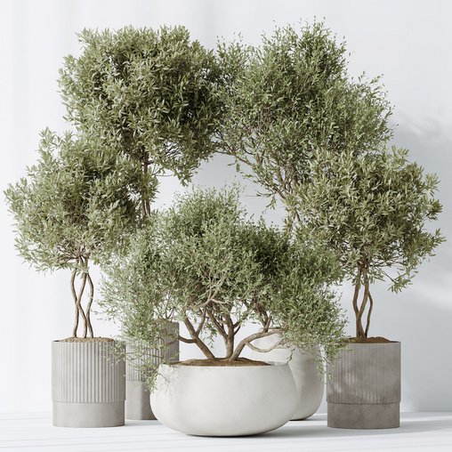Indoor plants set 89 Arbequina Wilsonii Chemlali Olive Set 3d model Download Maxve