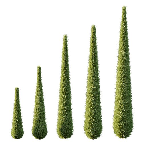 Italian Cypress Tree 14 3d model Download Maxve