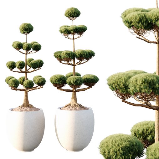 Potted sphere tree03 3d model Download Maxve