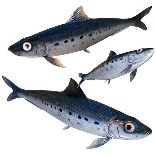 Sardine Fish 3d model Download Maxve