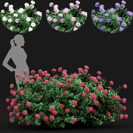 Bigleaf Hydrangeas flower Garden Gate 3d model Download Maxve
