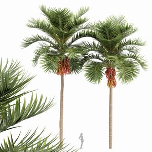 Christmas Palm Manila Palm Adonidia Veitchia Merrillii 3d model Download Maxve