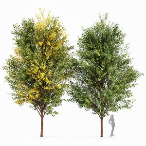 Canadian Poplar Tree 3d model Download Maxve