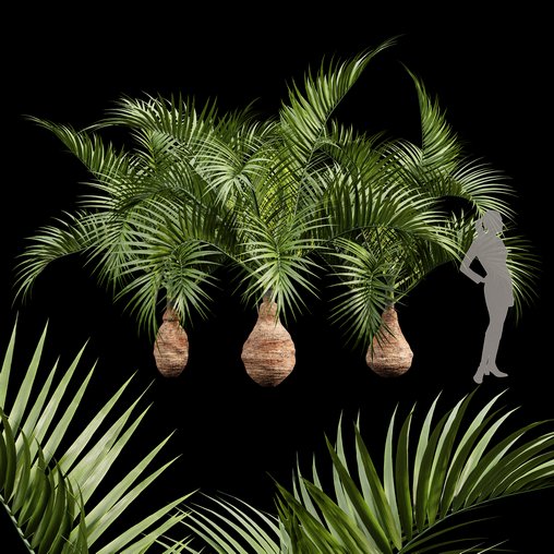 Bottle Palm Tree Hyophorbe lagenicaulis 3d model Download Maxve