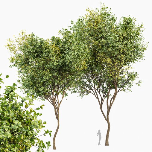 Beautiful Tree Bush Leaf 3d model Download Maxve