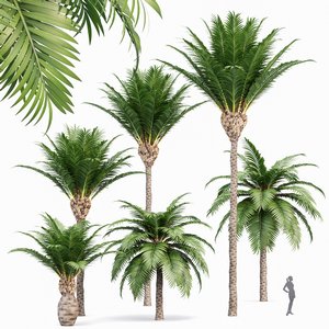 Canary Island Date Palm Phoenix Canariensis 3d model Download Maxve