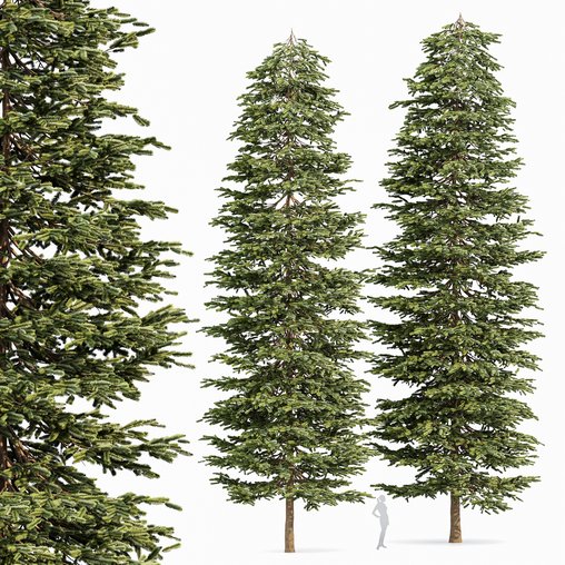 Black Spruce Picea Mariana Pine 3d model Download Maxve