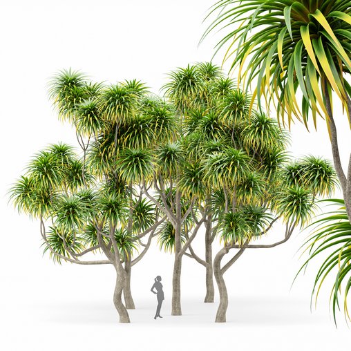 Cabbage Palm Tangihua Northland 3d model Download Maxve