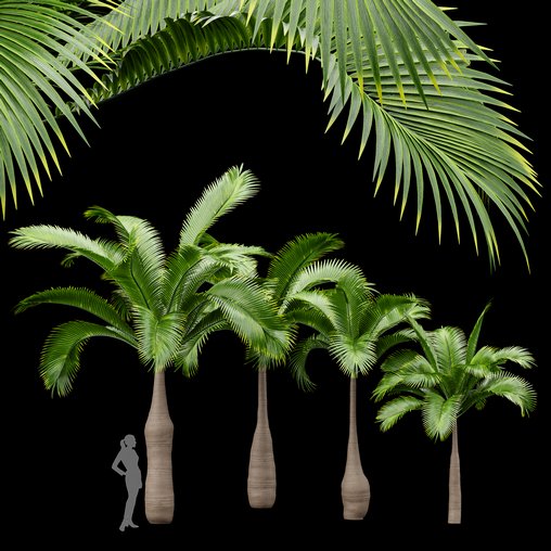 Bottle Palm Tree Hyophorbe lagenicaulis Tall 3d model Download Maxve