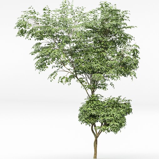 Beautiful Tree Japanese Cherry Leaf 3d model Download Maxve