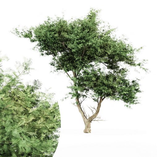 Acacia tree - East africa 3d model Download Maxve