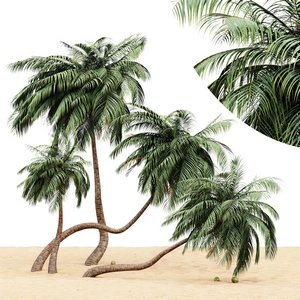 coconut palm - 4 tree on beach 3d model Download Maxve