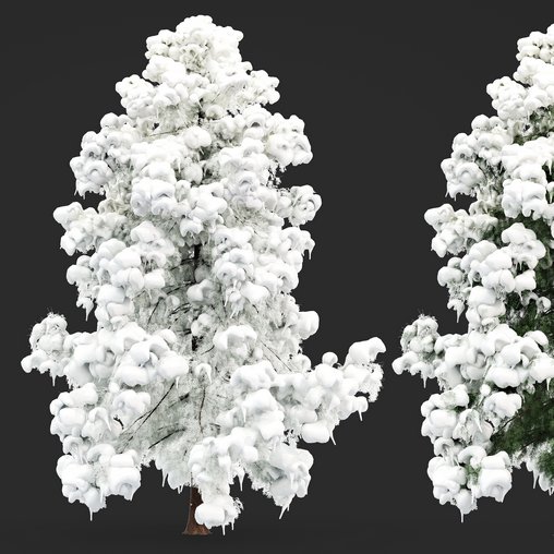 Alaska Cedar - Snow Winter 3d model Download Maxve