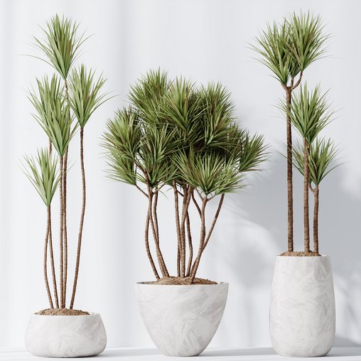 HQ Plants Yucca Elephantipes Gigantea Vase Set03 3d model Download Maxve