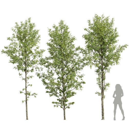 Alnus Glutinosa-3 trees 3d model Download Maxve