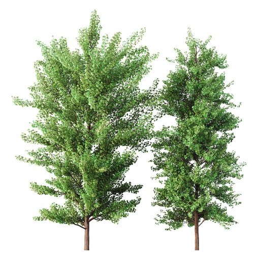 HQ Maidenhair Tree Ginkgo Biloba Gardens 3d model Download Maxve