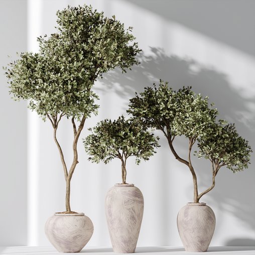 Plants Mission Olive Tree Indoor Vase Set006 3d model Download Maxve