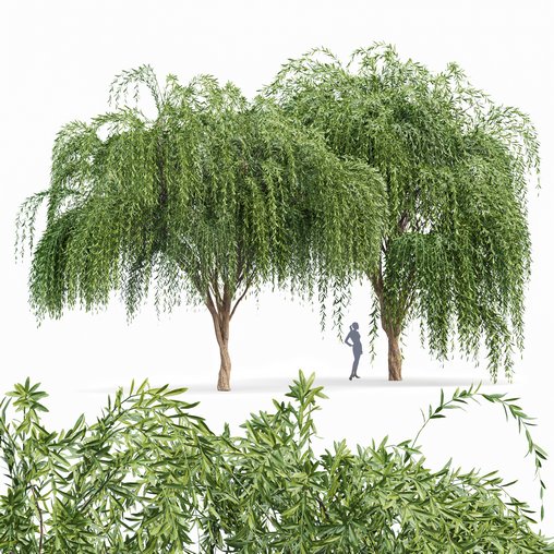 Weeping Willow Tree 3d model Download Maxve