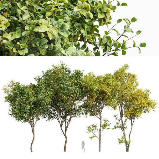 Bush Leaf 4 trees 3d model Download Maxve