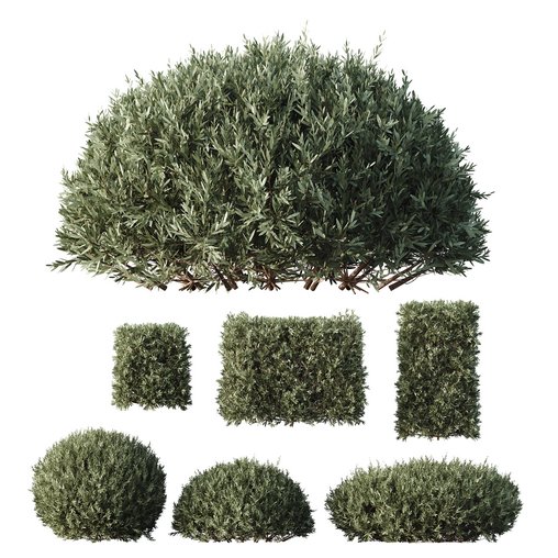 HQ Plants Montra Olive Bush 3d model Download Maxve