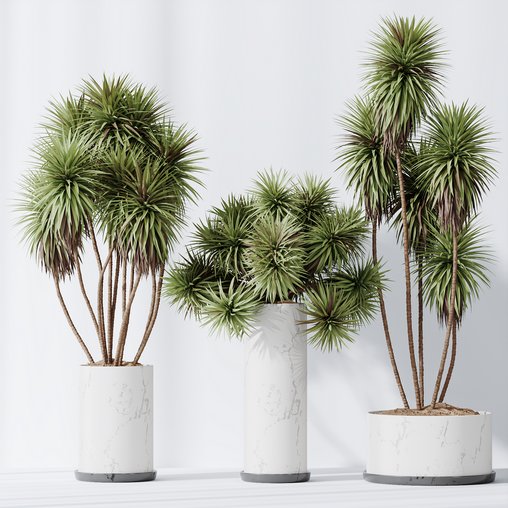 Plants Yucca Elephantipes Gigantea Vase Set04 3d model Download Maxve