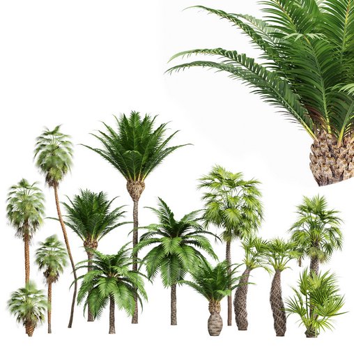 Mexican Fan Palm and Canary Island Date Palm and Sabal Palmetto Cabbage Palm-14 trees 3d model Download Maxve