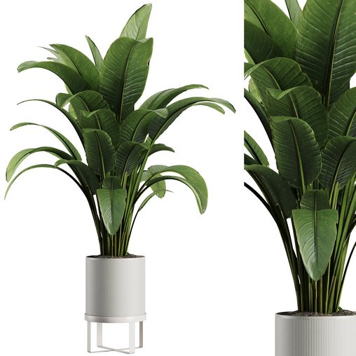 Indoor Plant Set V39 3d model Download Maxve