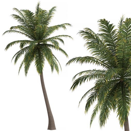 Hawaii Palm Tree 3d model Download Maxve
