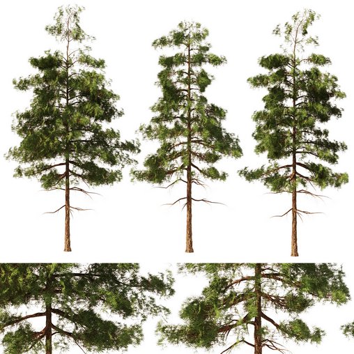 Pine tree set2 (3 Trees) 3d model Download Maxve
