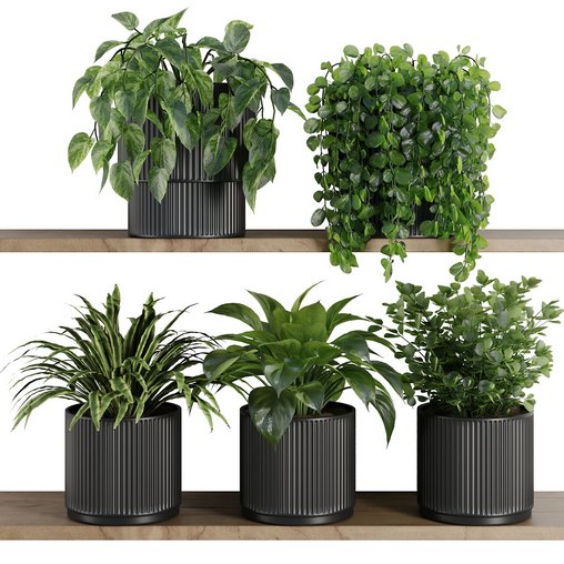 Plants on Shelf SetV6 3d model Download Maxve