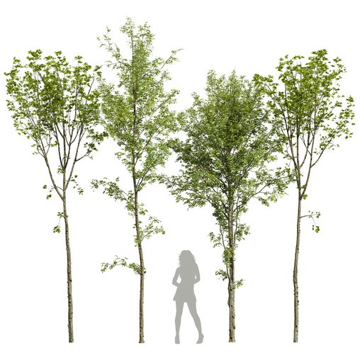 spring trees 03 3d model Download Maxve
