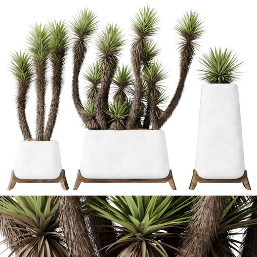 HQ Plants Yucca Elephantipes Valida Vase Set01 3d model Download Maxve
