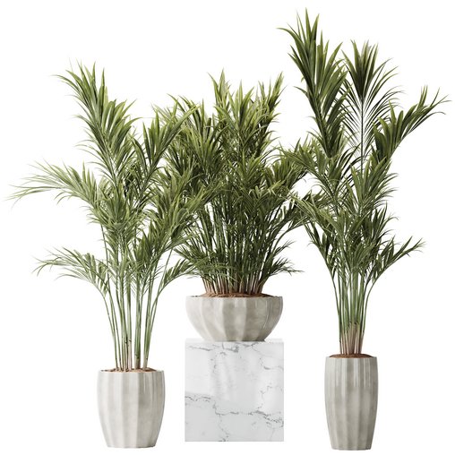 HQ Plants Areca Majesty Cat Reed Palm Set01 3d model Download Maxve