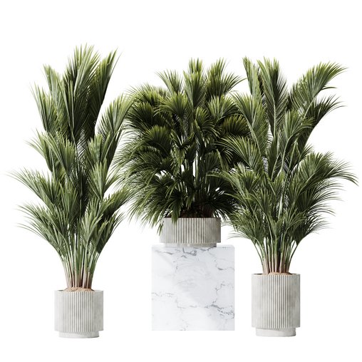 HQ Plants Areca Majesty Cat Reed Palm Set05 3d model Download Maxve