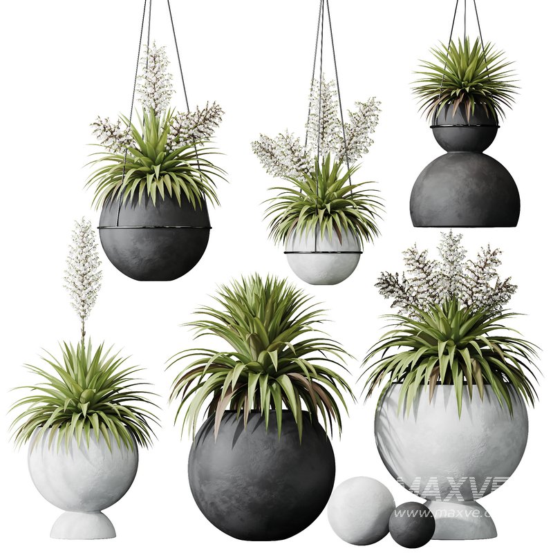 HQ Plants Yucca Elephantipes Rupicola Vase Set01