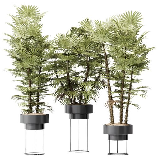 HQ Plants Rhapis Excelsa Lady Palm Hydro Care Set04 3d model Download Maxve