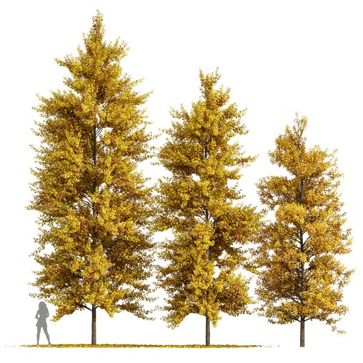 fall trees Maidenhair Ginkgo 3d model Download Maxve