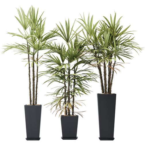 HQ Plants Rhapis Excelsa Lady Palm Hydro Care Set05 3d model Download Maxve