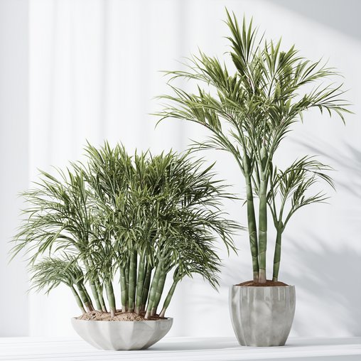 HQ Plants Areca Majesty Cat Reed Palm Set03 3d model Download Maxve