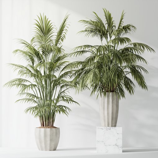 HQ Plants Areca Majesty Cat Reed Palm Set02 3d model Download Maxve