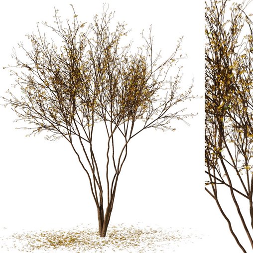tree9 - autumn leaf 3d model Download Maxve