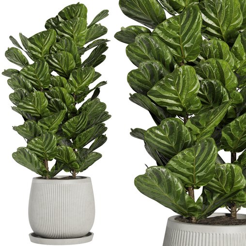 Indoor Plant Set42 - Ficuse in pot 3d model Download Maxve