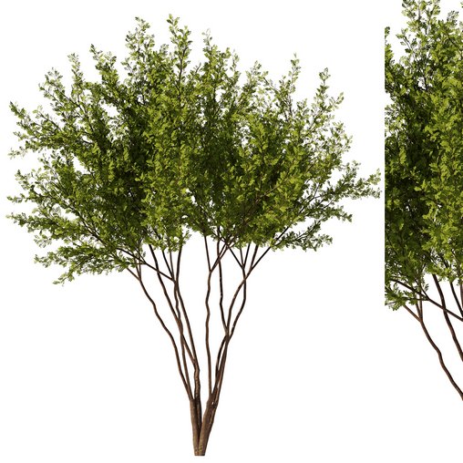 Gleditsia triacanthos tree7 - spring 3d model Download Maxve