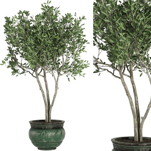 Indoor Plant Set41 - olive 3d model Download Maxve