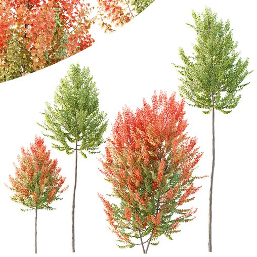 HQ Plants Acer X freemanii Freeman Maple Sapindaceae Set02 3d model Download Maxve