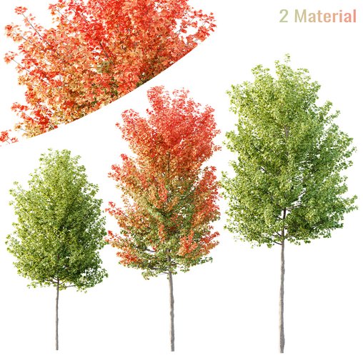 HQ Plants Acer X freemanii Freeman Maple Sapindaceae Tree 3d model Download Maxve