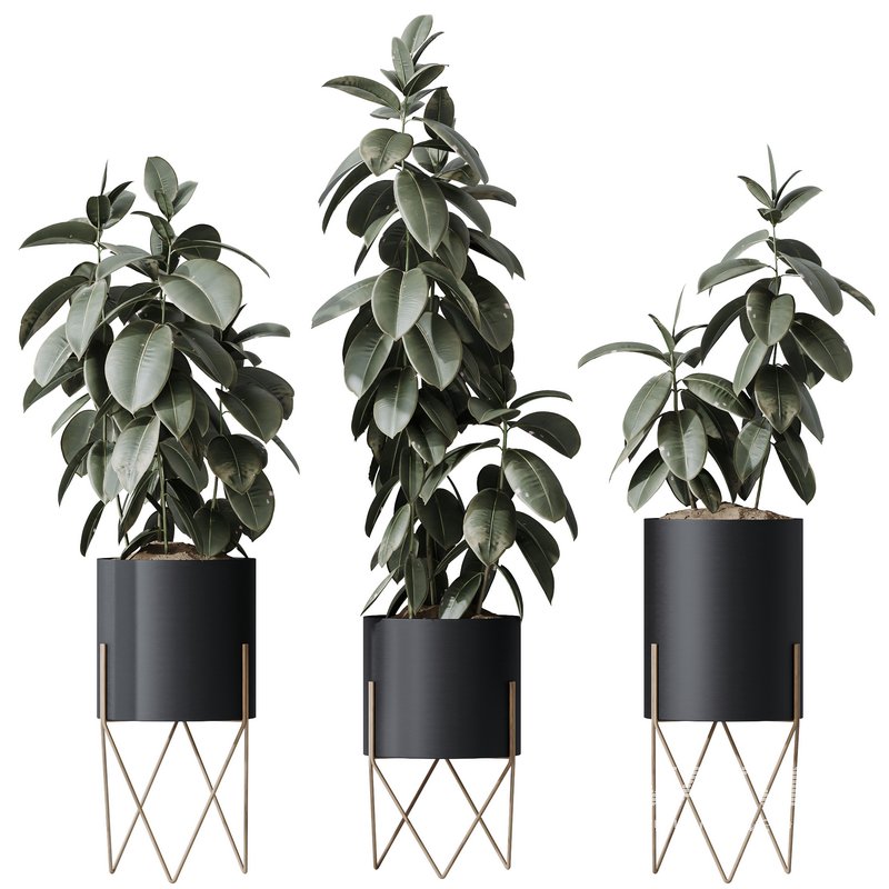 HQ HousePlants Rubber Ficus Elastica Abidjan Melany Set07