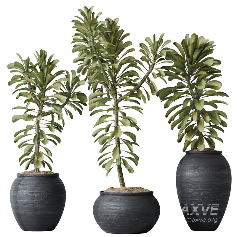 HQ HousePlants Euphorbia Drupifera Sunshine Agaveville Set01