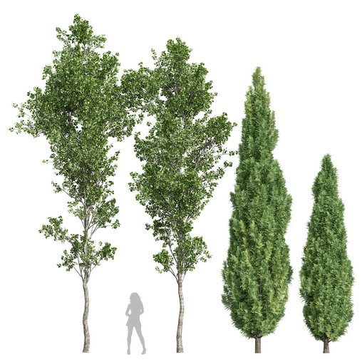 Mediterranean Cypress and Birch trees 3d model Download Maxve